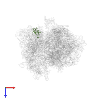 40S ribosomal protein S7 in PDB entry 4v7e, assembly 1, top view.