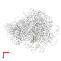 60S ribosomal protein L10 in PDB entry 4v7h, assembly 1, top view.