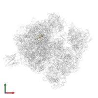 Large ribosomal subunit protein bL28 in PDB entry 4v7i, assembly 1, front view.