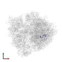 Large ribosomal subunit protein uL13 in PDB entry 4v7l, assembly 2, front view.