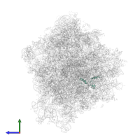 60S ribosomal protein L43 in PDB entry 4v7r, assembly 1, side view.