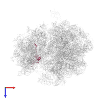 Small ribosomal subunit protein uS12 in PDB entry 4v7s, assembly 1, top view.