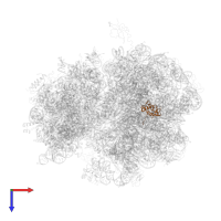 Large ribosomal subunit protein bL17 in PDB entry 4v7s, assembly 1, top view.