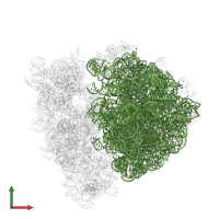 23S ribosomal RNA in PDB entry 4v7v, assembly 1, front view.