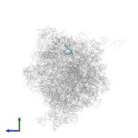 Large ribosomal subunit protein bL35 in PDB entry 4v7v, assembly 1, side view.