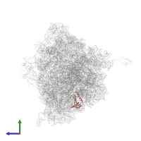 30S ribosomal protein S17 in PDB entry 4v7w, assembly 2, side view.