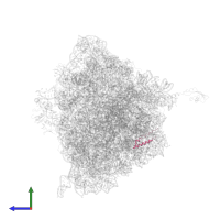 Large ribosomal subunit protein uL29 in PDB entry 4v7w, assembly 2, side view.