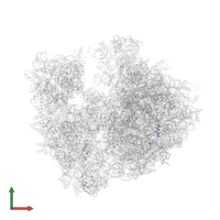 Large ribosomal subunit protein bL32 in PDB entry 4v7w, assembly 2, front view.