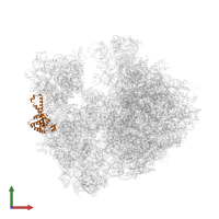 Small ribosomal subunit protein uS2 in PDB entry 4v7w, assembly 2, front view.