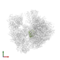 Large ribosomal subunit protein uL2 in PDB entry 4v7w, assembly 2, front view.