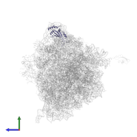 Large ribosomal subunit protein uL5 in PDB entry 4v7w, assembly 2, side view.