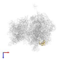 Large ribosomal subunit protein uL13 in PDB entry 4v7w, assembly 2, top view.