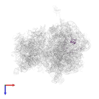 Large ribosomal subunit protein uL15 in PDB entry 4v7w, assembly 2, top view.