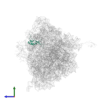 Large ribosomal subunit protein uL16 in PDB entry 4v7w, assembly 2, side view.