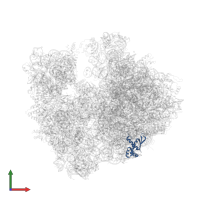 Large ribosomal subunit protein bL17 in PDB entry 4v7w, assembly 2, front view.