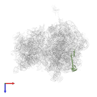 Large ribosomal subunit protein bL20 in PDB entry 4v7w, assembly 2, top view.