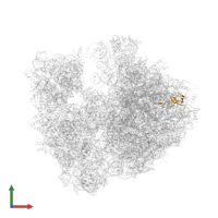 Large ribosomal subunit protein bL21 in PDB entry 4v7w, assembly 2, front view.