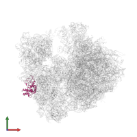 Small ribosomal subunit protein uS4 in PDB entry 4v7w, assembly 2, front view.