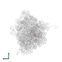 Large ribosomal subunit protein uL24 in PDB entry 4v7w, assembly 2, side view.