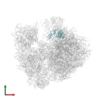 Large ribosomal subunit protein bL25 in PDB entry 4v7w, assembly 2, front view.