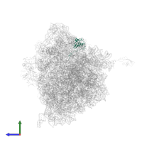 Small ribosomal subunit protein uS9 in PDB entry 4v7w, assembly 2, side view.