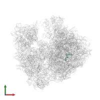 Large ribosomal subunit protein bL34 in PDB entry 4v7y, assembly 2, front view.