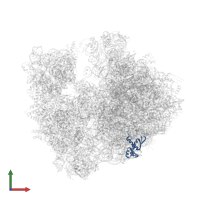 Large ribosomal subunit protein bL17 in PDB entry 4v7y, assembly 2, front view.