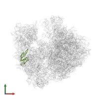Small ribosomal subunit protein uS5 in PDB entry 4v7y, assembly 2, front view.