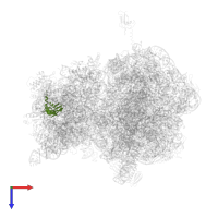 Small ribosomal subunit protein uS5 in PDB entry 4v7y, assembly 2, top view.