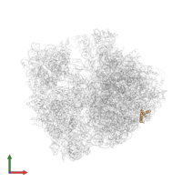 Large ribosomal subunit protein uL29 in PDB entry 4v83, assembly 1, front view.