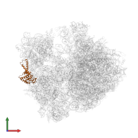 Small ribosomal subunit protein uS2 in PDB entry 4v84, assembly 1, front view.