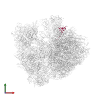 Large ribosomal subunit protein bL27 in PDB entry 4v84, assembly 1, front view.