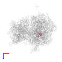 Large ribosomal subunit protein bL27 in PDB entry 4v84, assembly 1, top view.