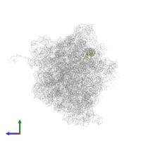 Large ribosomal subunit protein uL30 in PDB entry 4v87, assembly 2, side view.