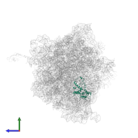 Small ribosomal subunit protein uS4 in PDB entry 4v87, assembly 2, side view.