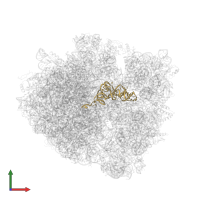 TRNA-LEU in PDB entry 4v87, assembly 2, front view.