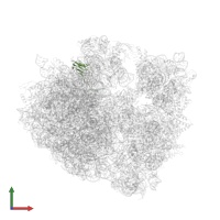 Large ribosomal subunit protein bL27 in PDB entry 4v8a, assembly 1, front view.