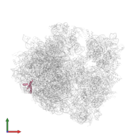 Large ribosomal subunit protein uL29 in PDB entry 4v8a, assembly 1, front view.