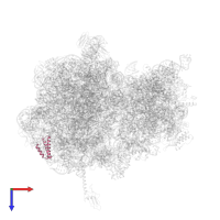 Large ribosomal subunit protein uL29 in PDB entry 4v8a, assembly 1, top view.