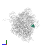 Large ribosomal subunit protein uL13 in PDB entry 4v8a, assembly 1, side view.