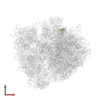 Large ribosomal subunit protein bL27 in PDB entry 4v8b, assembly 2, front view.