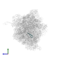 Large ribosomal subunit protein uL22 in PDB entry 4v8e, assembly 2, side view.