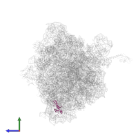 Small ribosomal subunit protein bS16 in PDB entry 4v8i, assembly 2, side view.