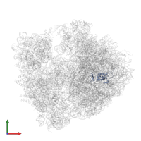 Large ribosomal subunit protein uL13 in PDB entry 4v8i, assembly 2, front view.