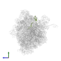 Large ribosomal subunit protein uL15 in PDB entry 4v8i, assembly 2, side view.