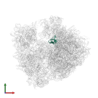 Large ribosomal subunit protein uL16 in PDB entry 4v8i, assembly 2, front view.