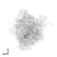 Large ribosomal subunit protein uL22 in PDB entry 4v8i, assembly 2, side view.