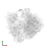 Large ribosomal subunit protein bL31 in PDB entry 4v8i, assembly 2, front view.