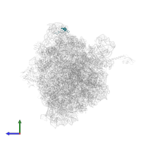 Large ribosomal subunit protein bL31 in PDB entry 4v8i, assembly 2, side view.