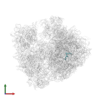 Large ribosomal subunit protein bL34 in PDB entry 4v8i, assembly 2, front view.